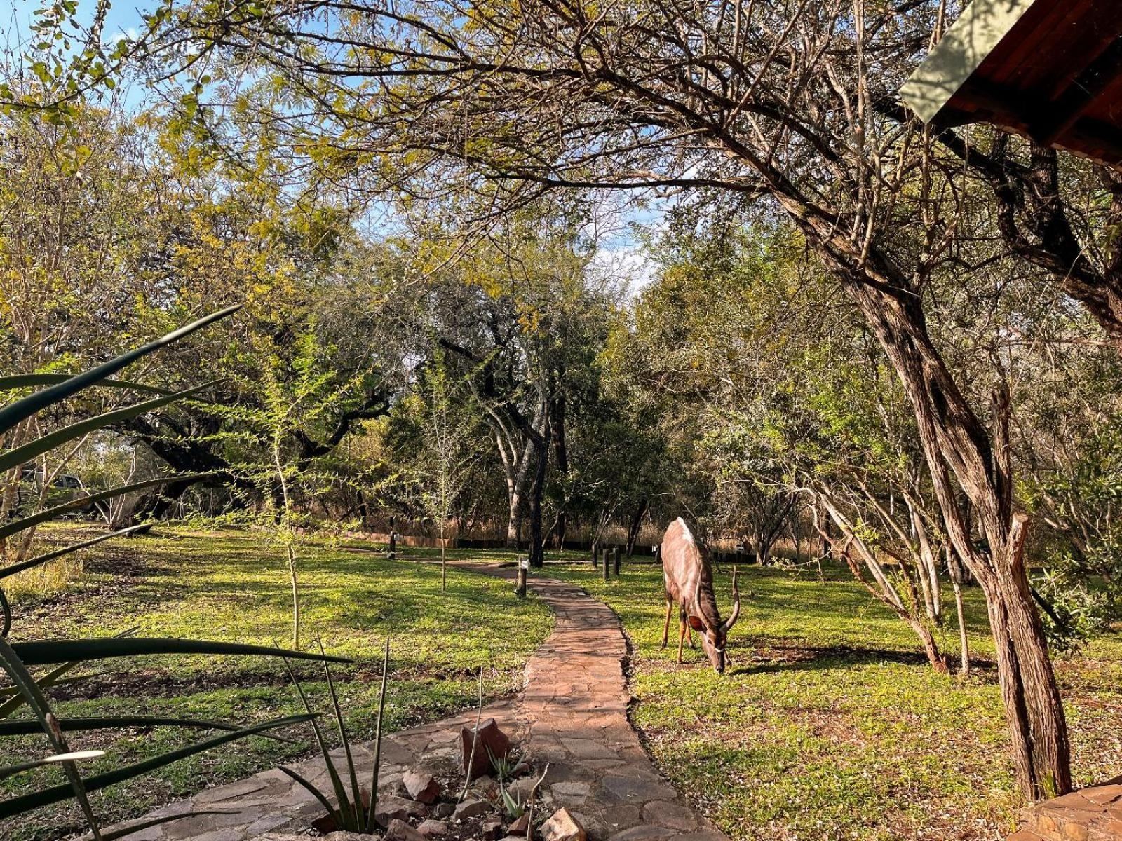 Mbuluzi Game Reserve Simunye 部屋 写真