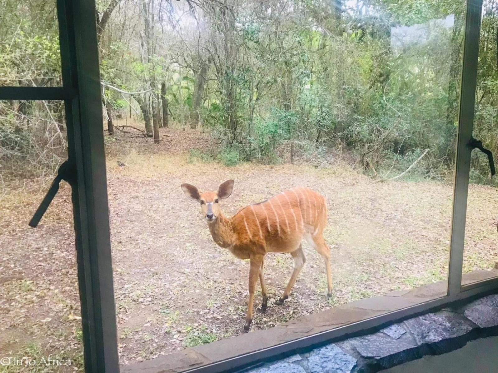 Mbuluzi Game Reserve Simunye 部屋 写真